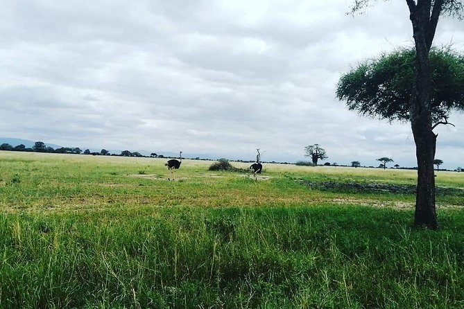 4 Days Luxury Lodge Safari Tour Tanzania - Day 2: From Tarangire toward the Serengeti