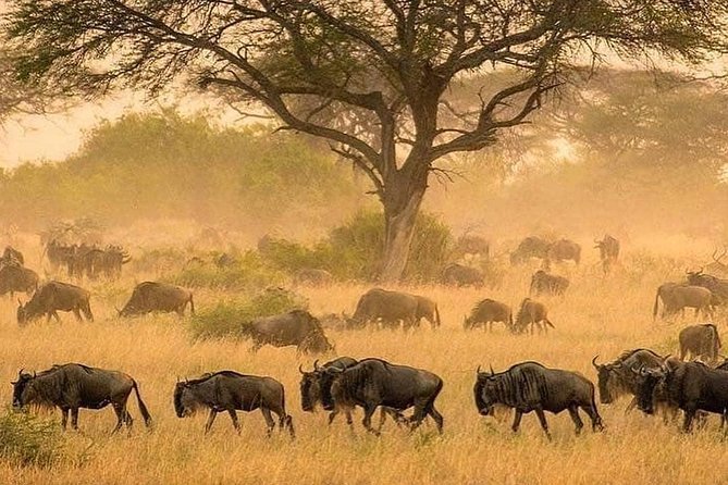 4 days luxury safari (a dream experience) - The Serengeti experience: big space and flexible searching