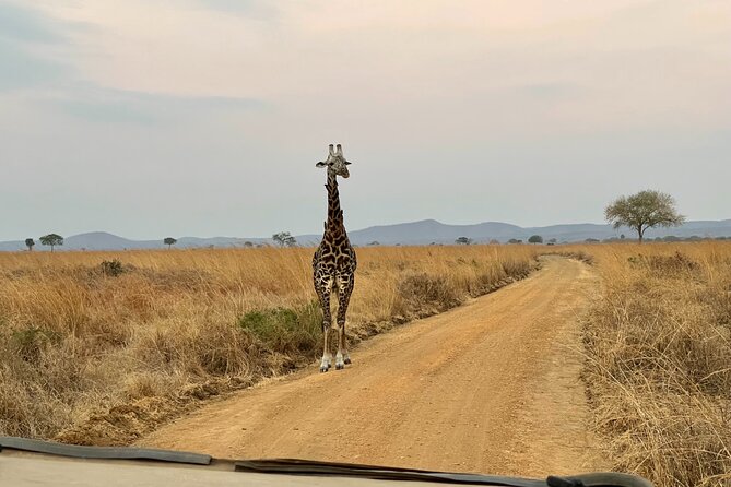 4 days Ngorongoro crater, Tarangire and Serengeti national park - Serengeti brings the biggest sense of space