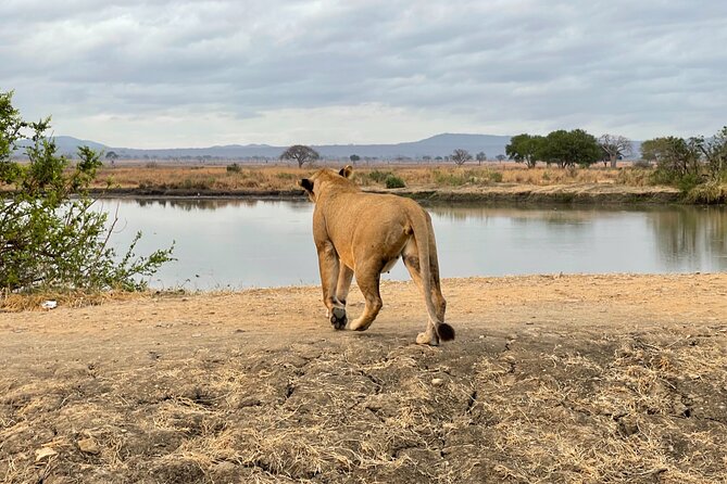 4 days Ngorongoro crater, Tarangire and Serengeti national park - What the reported safari experience tells you