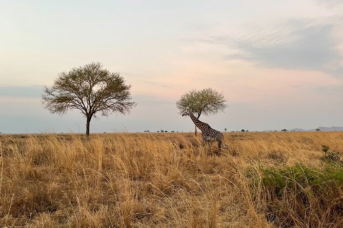 4 days Ngorongoro crater, Tarangire and Serengeti national park - Is $1,375 a fair price?
