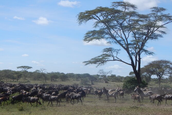 4 Days Ngorongoro & Serengeti Safari from Arusha - Crossing into the Serengeti on day two