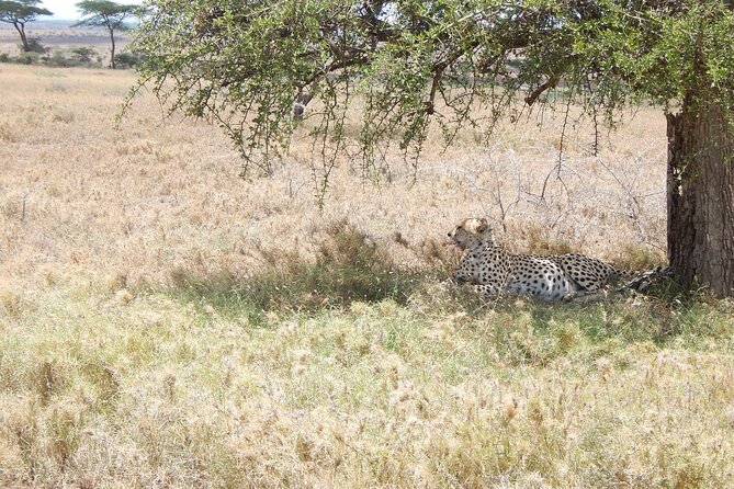 4 Days Ngorongoro & Serengeti Safari from Arusha - A full Serengeti game-drive day
