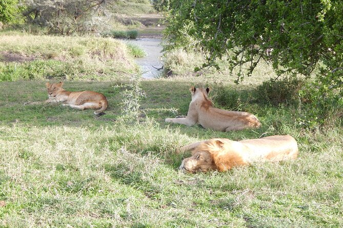 4 Days Ngorongoro & Serengeti Safari from Arusha - The long ride back to Arusha on day four