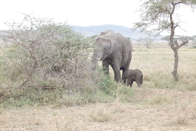 4 Days Ngorongoro & Serengeti Safari from Arusha - What the $965 price really covers