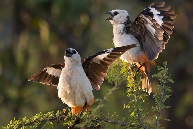 4 Days Private Migration Midrange Safari - Key points at a glance