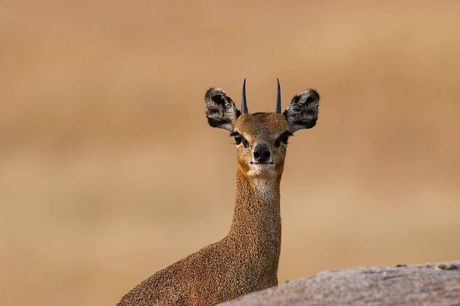 4 Days Private Migration Midrange Safari - Why this safari works for migration watchers