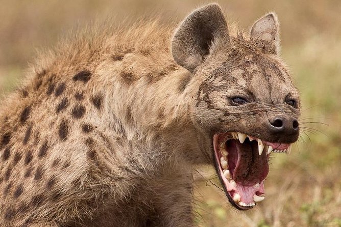 4 Days Private Migration Midrange Safari - Food, drinks, and bush lunches