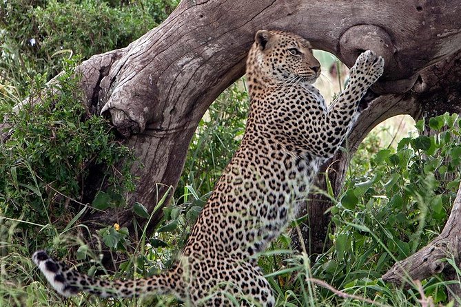 4 Days Private Migration Midrange Safari - Day 1: Arusha to Central Serengeti through Ngorongoro