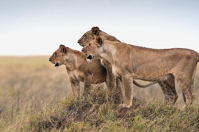 4 days Private Safari Tour Tanzania - Day 3: Serengeti wildlife and Olduvai Gorge