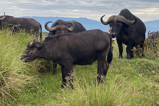 4 Days Private Tour Tarangire Crater and Serengeti - How the Zanzibar to Arusha plan works