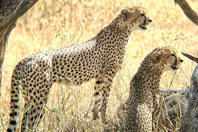 4 days safari - Day One: Elephants and Baobabs in Tarangire