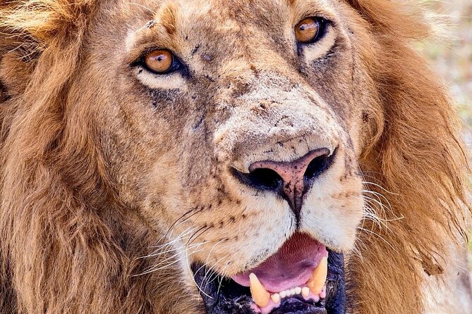 4 days safari - Camping, Meals, and the Daily Comfort Level