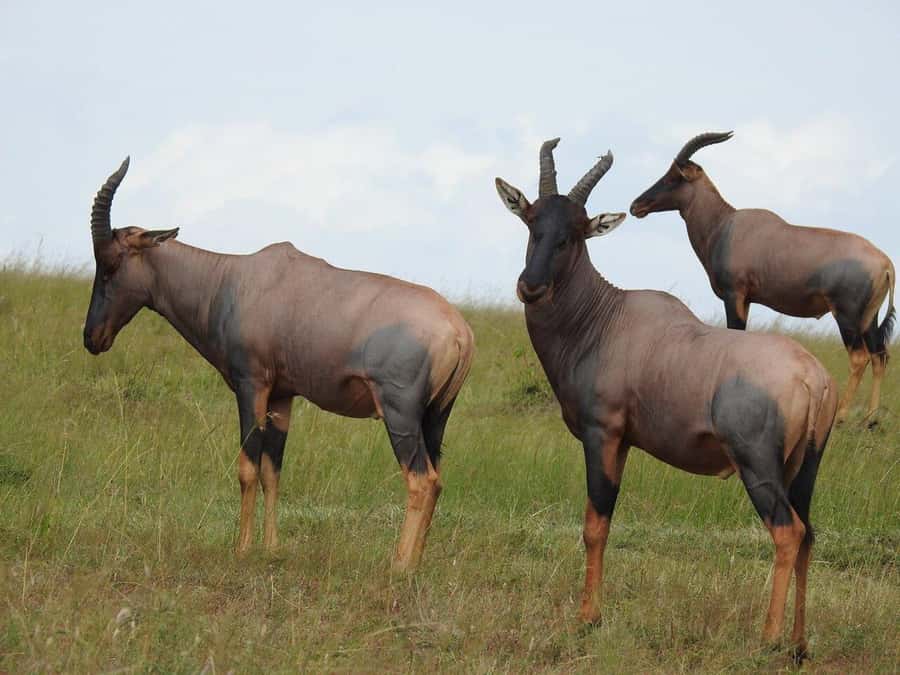 4-Days Safari Experience in Tanzania - The five details that shape this safari