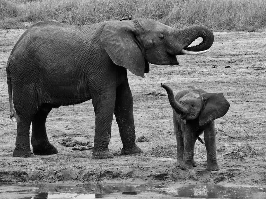 4-Days Safari Experience in Tanzania - What this four-day route really offers