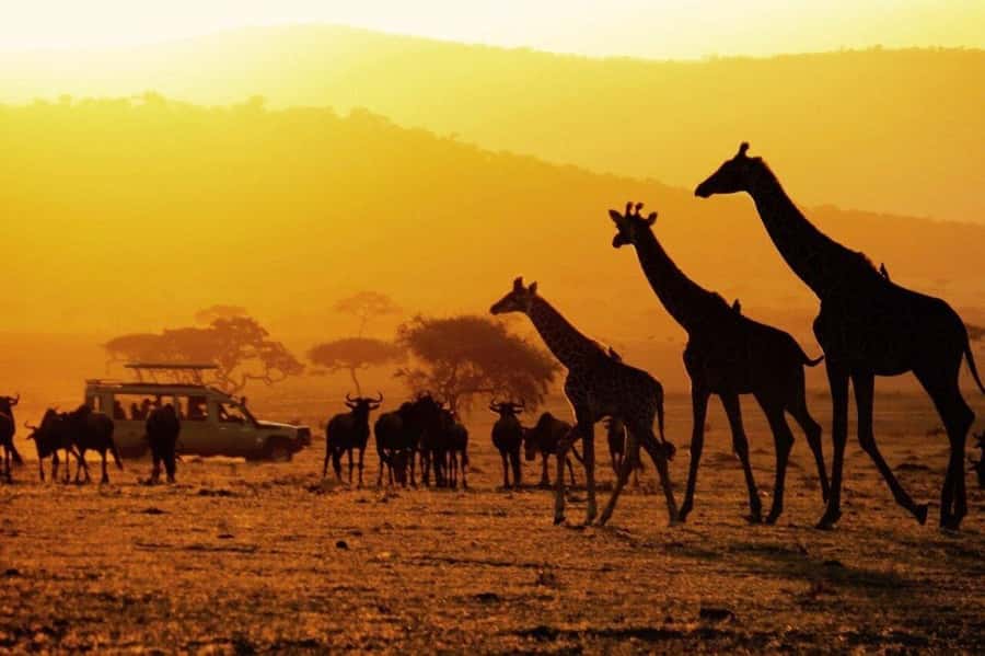 4-Days Safari Experience in Tanzania - Twiga Campsite: practical overnight expectations