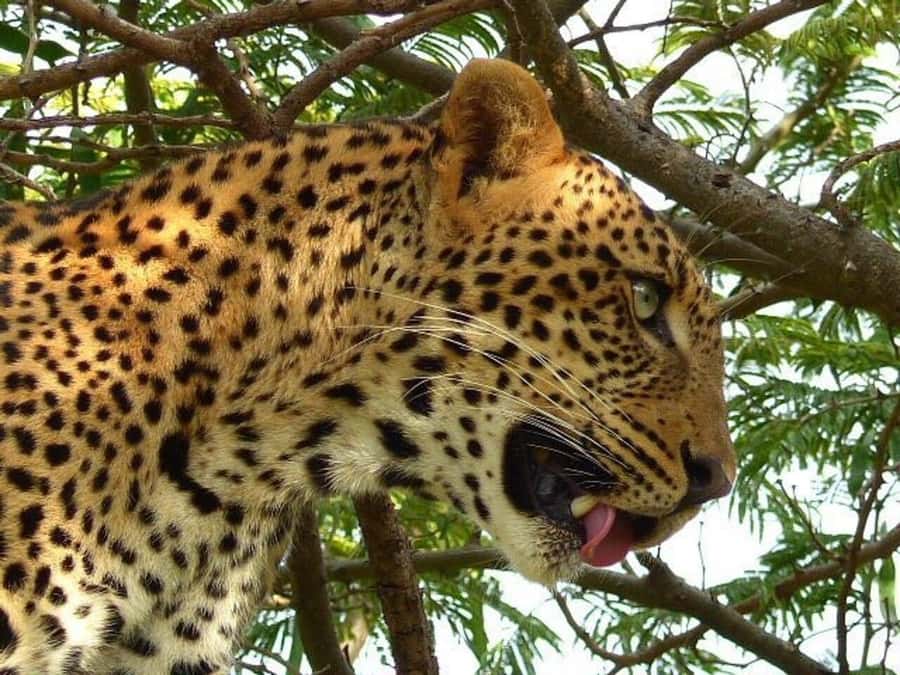 4-Days Safari Experience in Tanzania - Day 1: Arusha to Tarangire and the elephants by the river