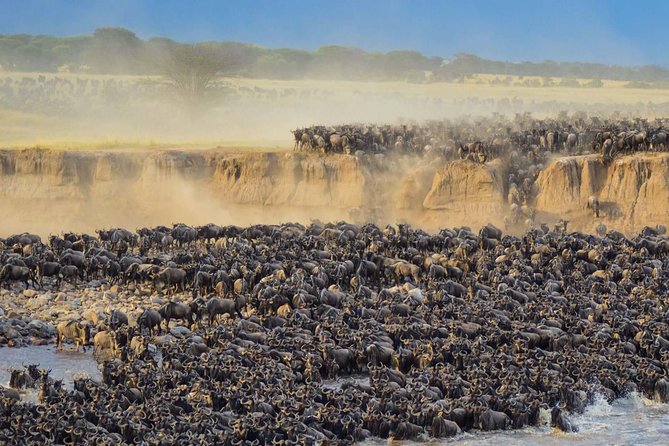 4 days safari in Tanzania - Day 4: Ngorongoro Crater is the grand final viewing day