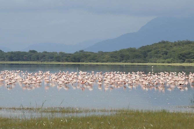 4 days safari in Tanzania - The guide and cook can shape the whole trip