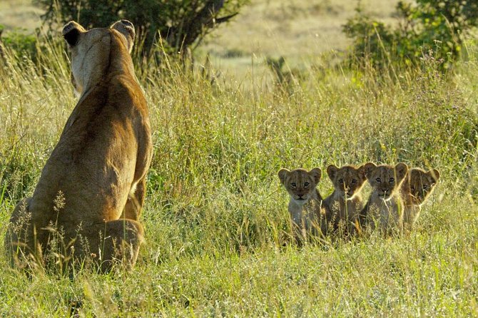 4 days safari in Tanzania - Comfort level: lodge nights and basic camping