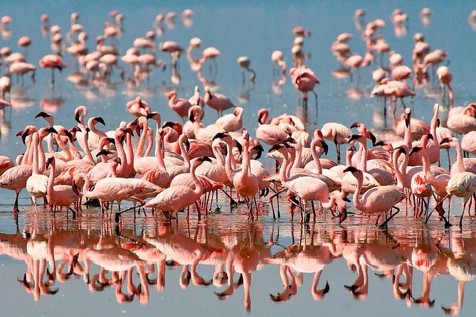 4 days safari in Tanzania - Who should book this four-day safari?