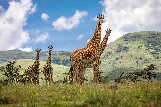 4 Days safari Tour Tanzania - Why this northern Tanzania route works