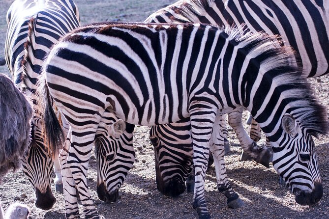 4 Days Serengeti and Ngorongoro Joining Group Mid-range Safari - Day 2: A full Serengeti day with time to search