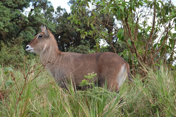 4 days serengeti & ngorongoro mid range tour - Day four: Crater floor wildlife and the search for rhino
