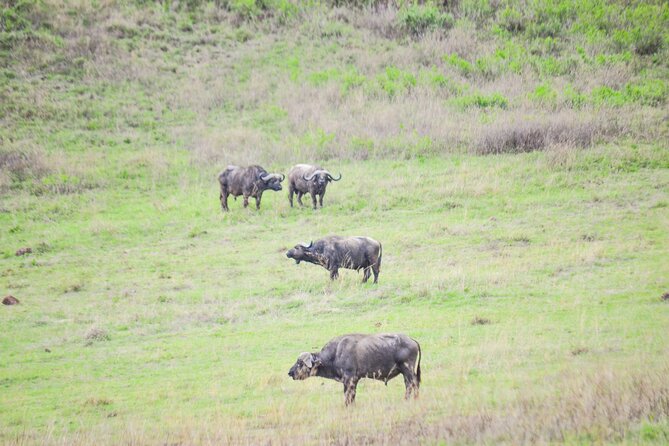 4 days serengeti & ngorongoro mid range tour - Day two: Ngorongoro views, Maasai culture, and the Serengeti
