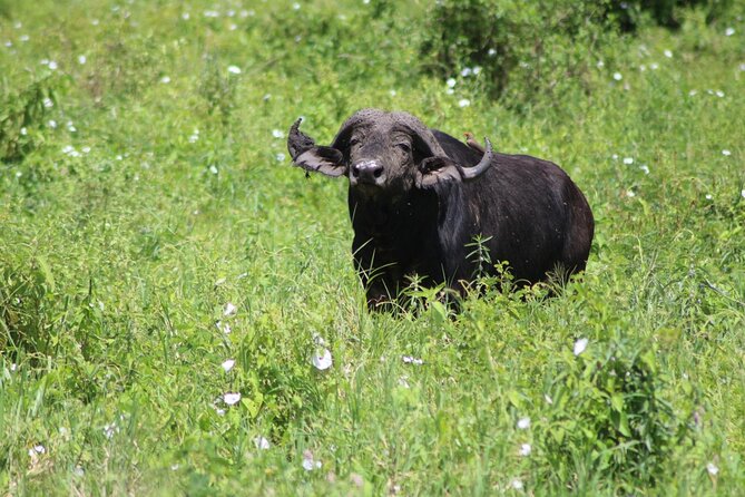 4 Days Serengeti NP, Ngorongoro Crater & Tarangire NP Safari - Three parks, one demanding Northern Circuit route