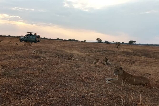 4 Days-SERENGETI SAFARI EXPERENCE START FROM ARUSHA - Day three: another Seronera drive and the move toward Ngorongoro