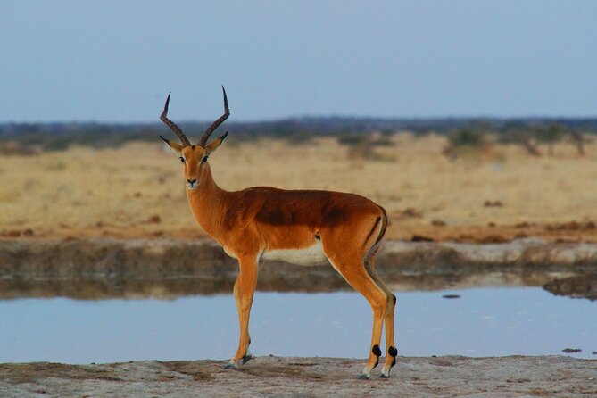 4 Days Tanzania Budget Group Join Safari- Serengeti & Ngorongoro - Day 4: one more crater drive, then back to Arusha