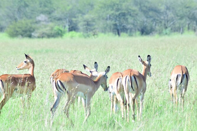 4 Days Tanzania Budget Group Join Safari- Serengeti & Ngorongoro - What the $1,283 price covers