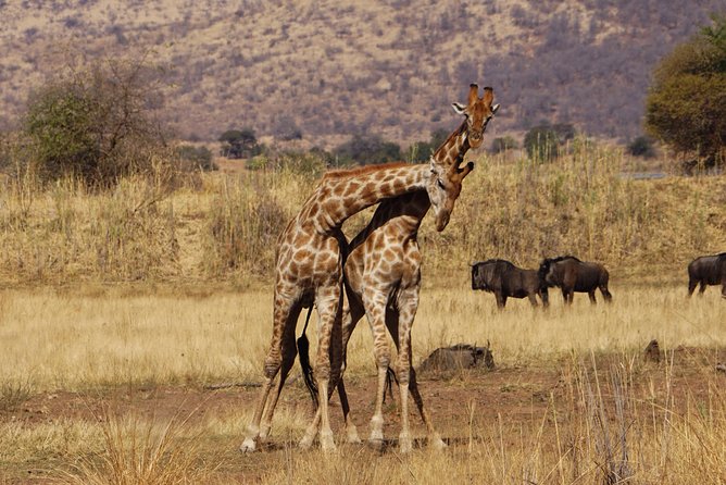 4 Days Tanzania Budget Group Join Safari- Serengeti & Ngorongoro - Day 2: a full eight hours across Serengeti