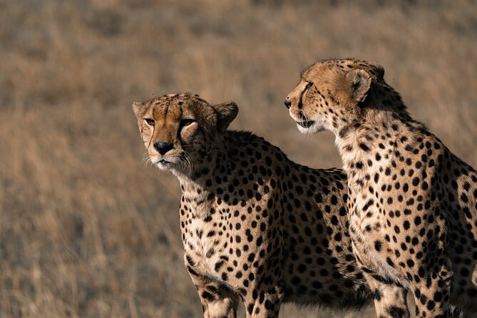 4 Days:tanzania Budget Safari - Day 2: Tarangire’s elephants and baobabs