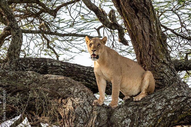 4 days Tanzania Camping Safari - Day 3: Early Serengeti sightings and the road toward Simba Camp