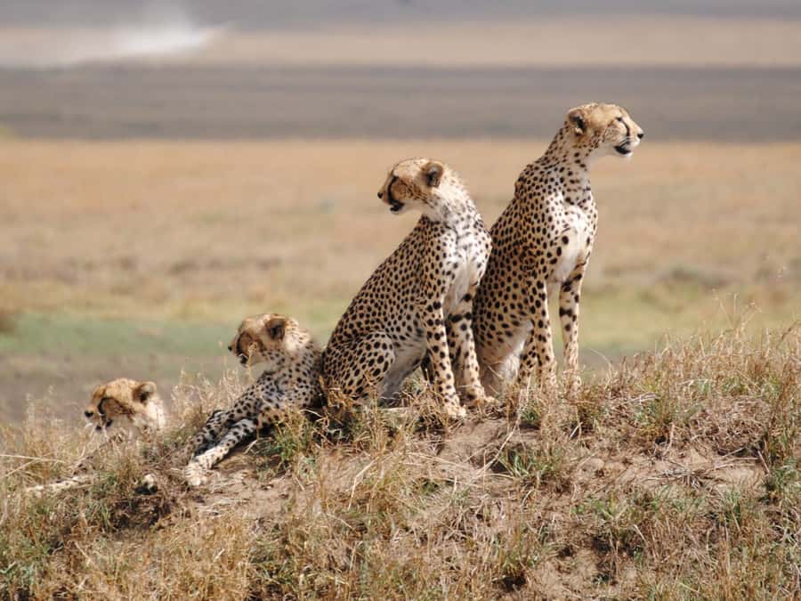 4 DAYS TANZANIA GROUP CAMPING SAFARI - SERENGETI & NGOROGORO - Key points at a glance