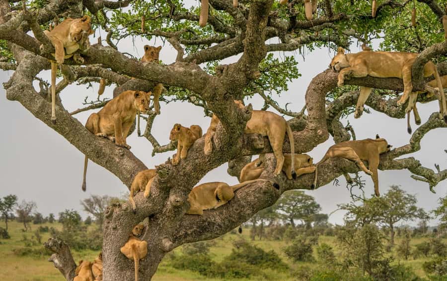 4 DAYS TANZANIA GROUP CAMPING SAFARI - SERENGETI & NGOROGORO - Why this four-day route works