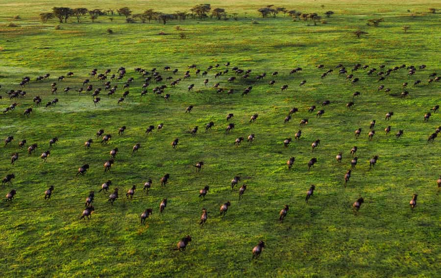 4 DAYS TANZANIA GROUP CAMPING SAFARI - SERENGETI & NGOROGORO - Day two: a full Serengeti day near Seronera