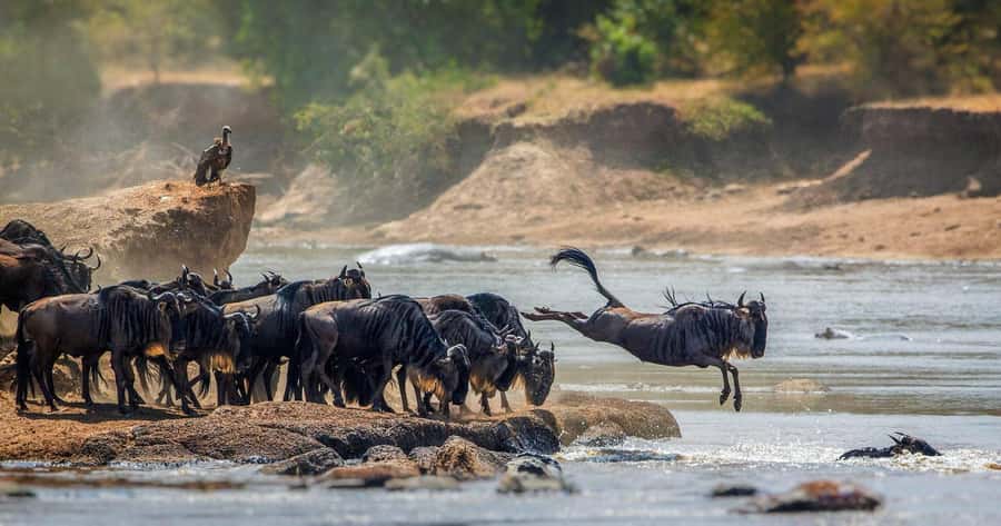 4 DAYS TANZANIA GROUP CAMPING SAFARI - SERENGETI & NGOROGORO - Day one: Arusha to Serengeti through a long first day