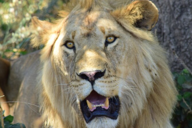 4 Days Tanzania Group Joining Safari with Mid-range Accommodation - What this four-day route really gives you