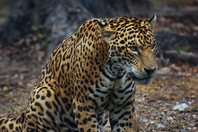 4 Days Tanzania Group Joining Safari with Mid-range Accommodation - Day 3: Predators, plains, and the crater rim