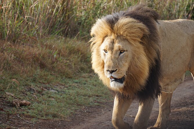 4 Days Tanzania Group Joining Safari with Mid-range Accommodation - Day 4: Ngorongoro Crater and the return to Arusha