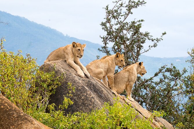 4 Days Tanzania Group Joining Safari with Mid-range Accommodation - Day 2: Crossing into the Serengeti