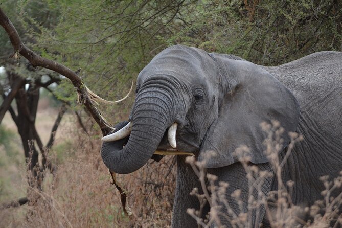 4 Days Tanzania Lodge Safari With Two Nights at Serengeti - Two nights in the Serengeti: the trip’s main reward