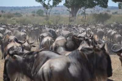 4 Days Tanzania Lodge Safari With Two Nights at Serengeti
