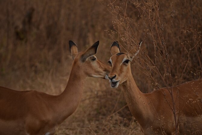 4 Days Tanzania Lodge Safari With Two Nights at Serengeti - Day 3: Sunrise, hot lunch, and an afternoon drive