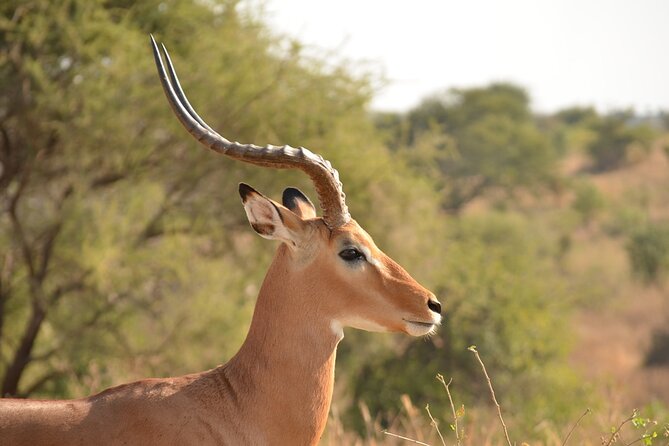 4 Days Tanzania Lodge Safari With Two Nights at Serengeti - Day 4: Descending into Ngorongoro Crater