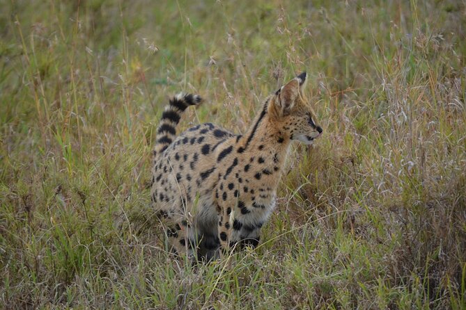 4 Days Tanzania Lodge Safari With Two Nights at Serengeti - The guide can shape the whole experience