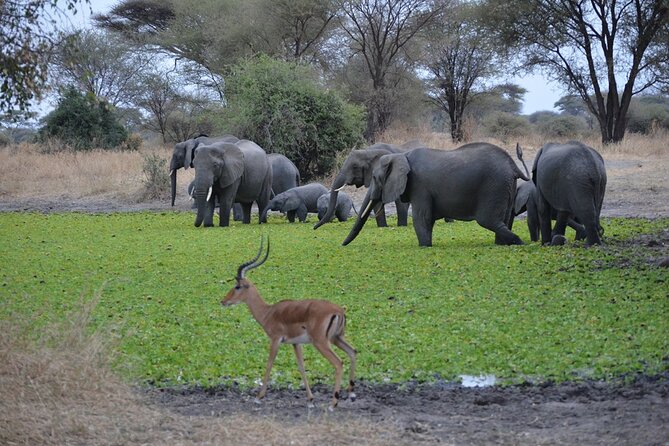 4 Days Tanzania Lodge Safari With Two Nights at Serengeti - Meals, accommodation, and comfort